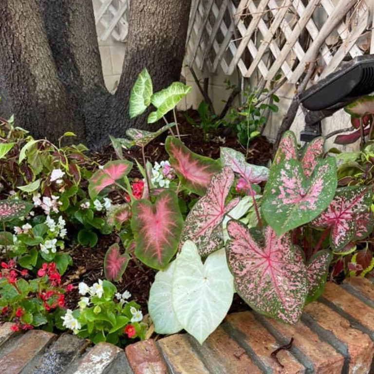 Lubbock Landscaping Sprinkler Installation Lawn Care All Seasons